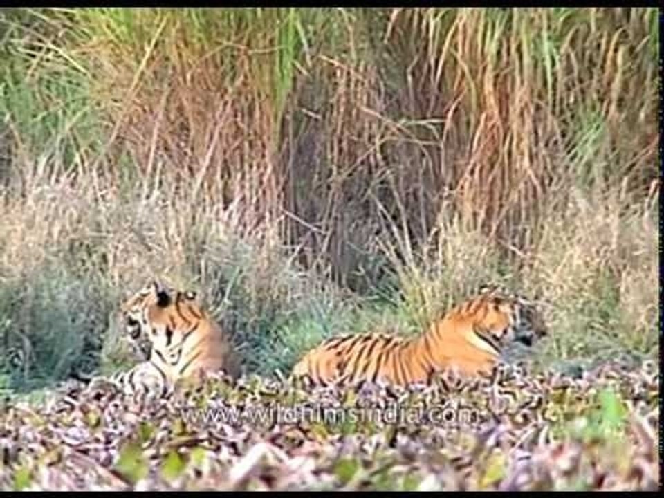 Indian tiger pair (Panthera tigris) at Kaziranga National Park