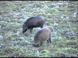 Wild boar or wild pig (Sus scrofa) grazing at Kaziranga National Park