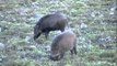 Wild boar or wild pig (Sus scrofa) grazing at Kaziranga National Park