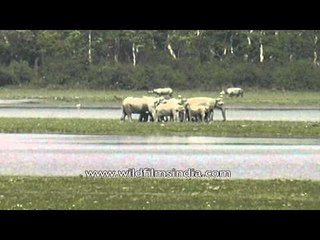 Herd of Asiatic elephants