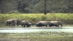 Herd of elephants crossing a river in Kaziranga National Park