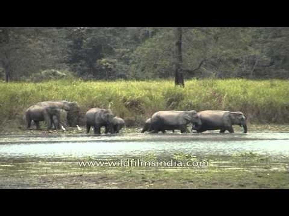 Herd of elephants crossing a river in Kaziranga National Park