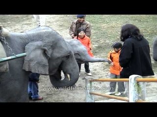 Elephant safari at Kaziranga National Park