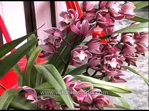 Orchids and Geranium in Sikkim