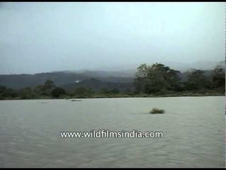 Rowing through the flooded Kaziranga of Assam