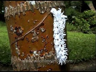 Giant red eyed caterpillar or Gangara thyrsis caterpillar