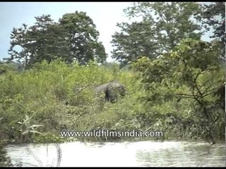Floods plays havoc with Kaziranga Wildlife