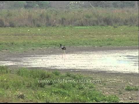 Kaziranga National Park - A world heritage site