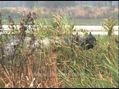 A one-horned rhino at the Kaziranga National Park in Assam