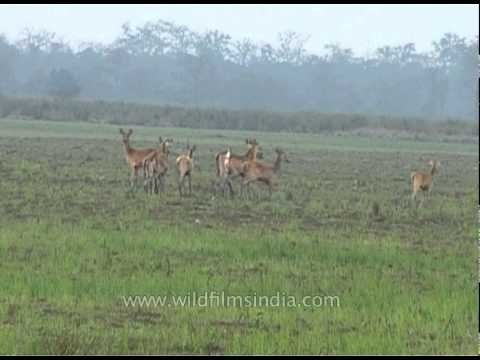 Deer at Kaziranga national park- Assam