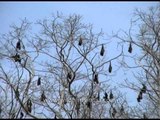 Colony of bats hanging on trees