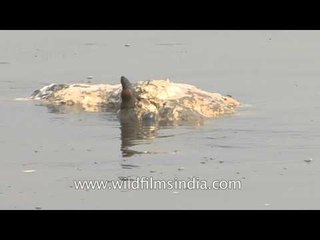 A dead animal carcass floats in ganges - Varanasi