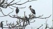 Indian Darter and Asian Openbill Storks