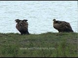 White-rumped Vulture (Gyps bengalensis)