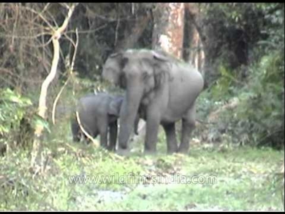 Wild elephant with her calf and lush grassland in Kaziranga National Park