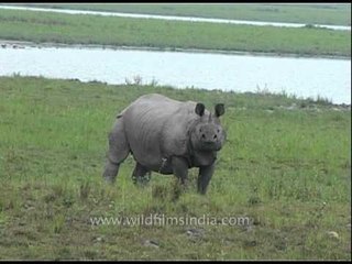 Kaziranga : the most important stronghold for the Indian Rhinoceros