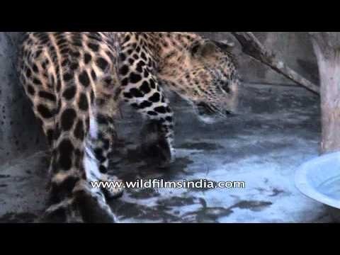 Close-up of Leopard (Panthera pardus) eating meat
