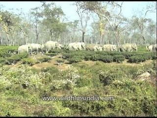 An elephant herd at Letekujan tea garden in Assam