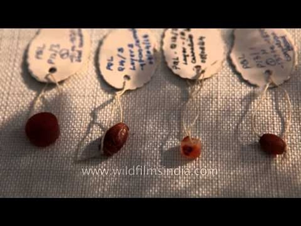 Artefacts on display at Purana Qila, New Delhi