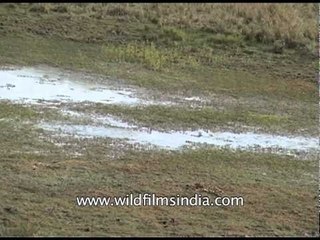 Flooded grassland within Pakke Tiger Reserve