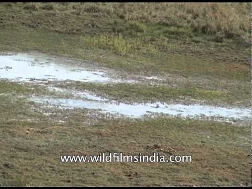 Flooded grassland within Pakke Tiger Reserve