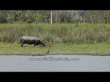 Wild Asian elephants In Kaziranga National Park India