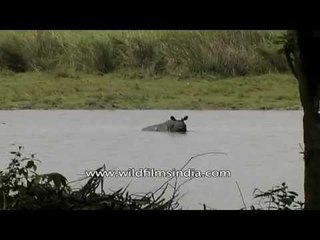 Rhino wallows in a beel, Kaziranga National Park