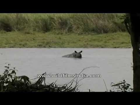 Rhino wallows in a beel, Kaziranga National Park