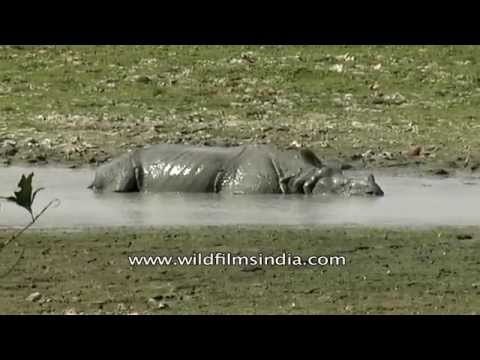 Rhino caught resting in the water: Kaziranga National Park