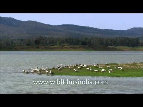 Waterfowl birds: Bar headed Goose in Satpura