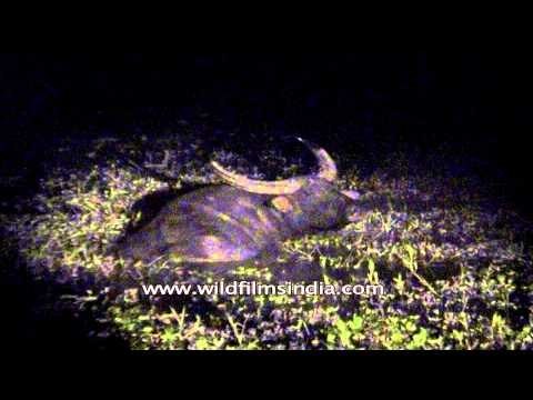Night shot of wild water buffalo at Kaziranga National Park