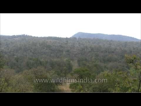 Panoramic view of Satpura National Park