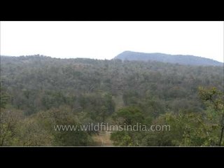 Panoramic view of Satpura National Park