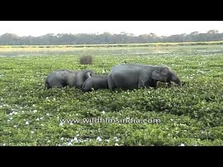 Elephant eating grass at Kaziranga National Park
