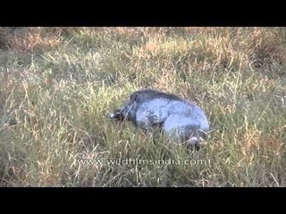 Wild Boar (Sus scrofa) at Kaziranga National Park
