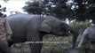Mahout feeding elephants - At Kaziranga National Park