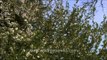 Bunches of plum blossom with white flowers