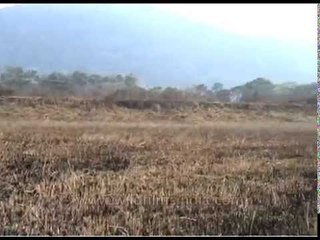Dry grasslands at Pakke Tiger Reserve; the foothills of the Himalayas