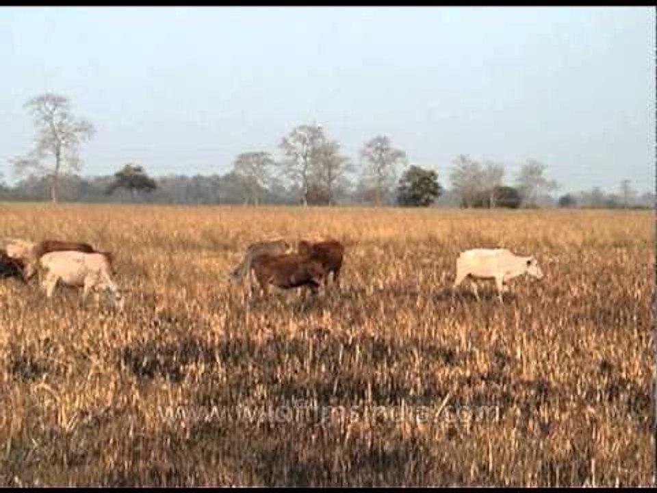 Wild herbivores munch on dry grasses in Pakke, Arunachal Pradesh
