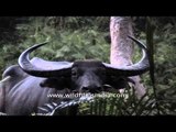 Wild water buffalo a large land mammal at Kaziranga