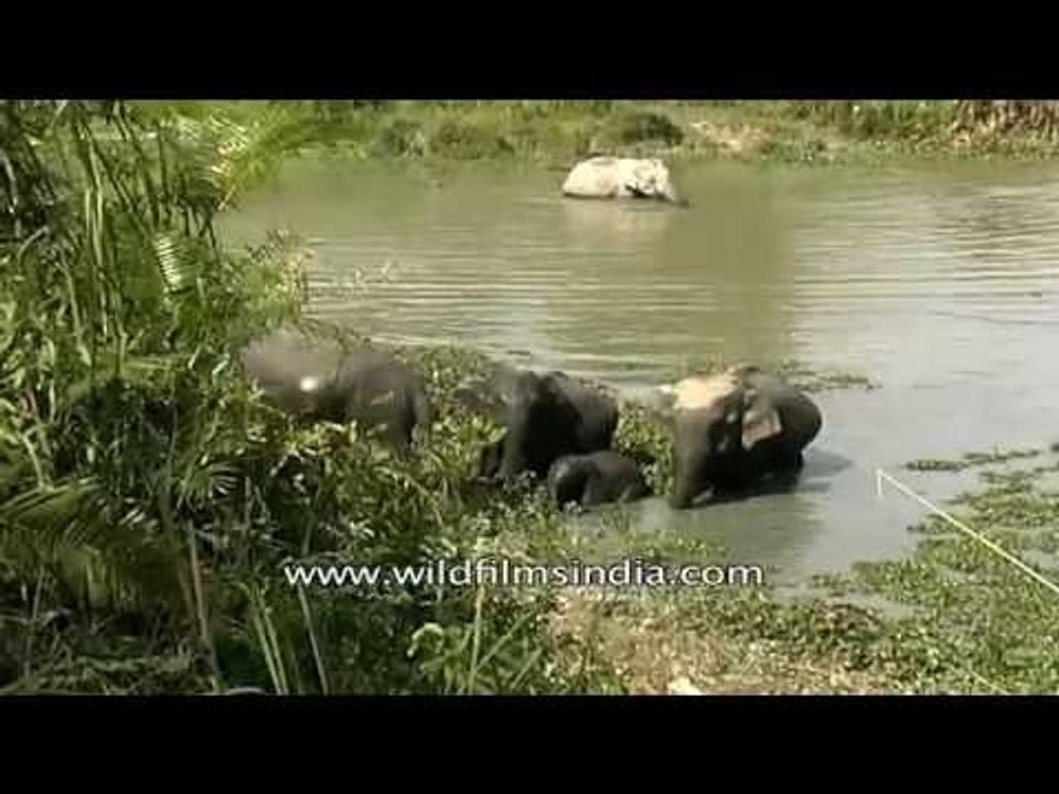 Elephants bathing in a forest pond - Kaziranga National Park