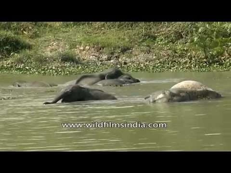 An Asian elephant family at the water hole in Kaziranga National Park