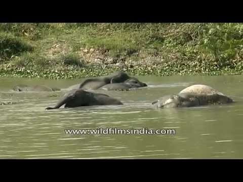 An Asian elephant family at the water hole in Kaziranga National Park