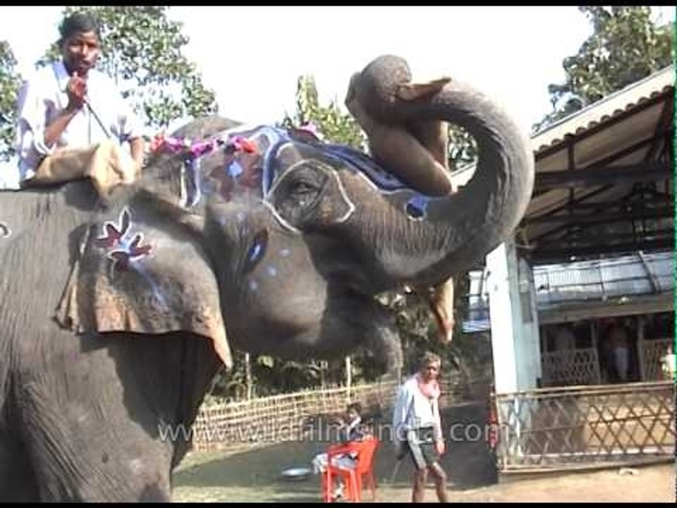 Painted indian elephant with mahout
