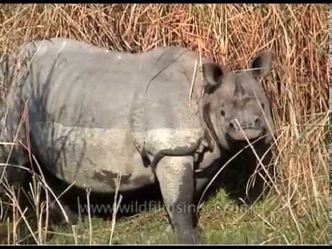 Indian rhino opens its mouth wide while foraging amongst tall grass