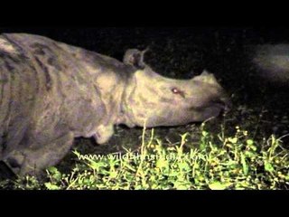 One-horned Rhinoceros in Kaziranga Nationa Park