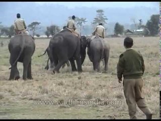 Elephant Soccer! - Park rangers play a game with their pachyderm steeds