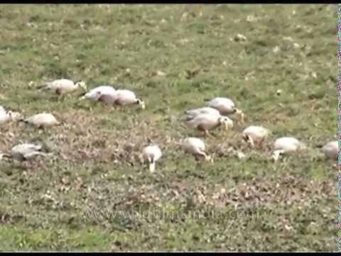 Black-headed Geese - Kaziranga National Park