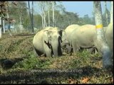 Elephants trampled Letekujan tea Garden in Assam