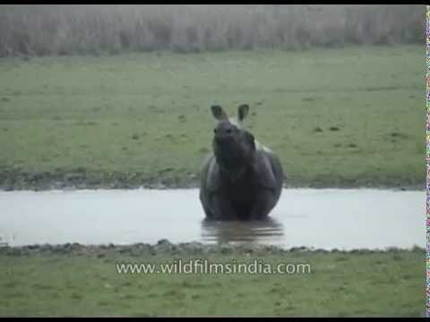 Valmik Thapar photographs Indian Rhinoceros wallowing in beel pond, Kaziranga